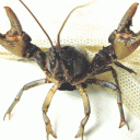 rumor-blog-blog avatar