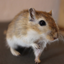 rumplestiltskinthegerbil avatar