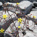 run-for-the-shadows avatar