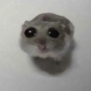 runawayllamabear avatar