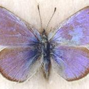 runfromreality- avatar