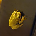 runkpockfetus avatar