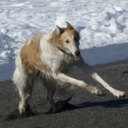 running-dog avatar