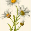 running-for-sanity avatar