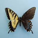 runningfrommliionss avatar