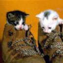 runningredmatt avatar