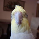 runningwithligers avatar