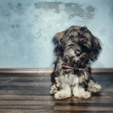 runrantanplan avatar