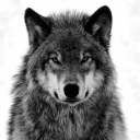 runwiththewolves avatar