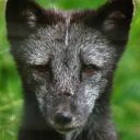 rusc-of-airgead avatar