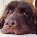 russellthenewf avatar