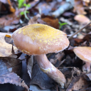 russulanongrata avatar