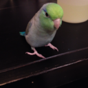 ruthebirb avatar