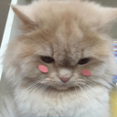 rvsssianrovlette avatar