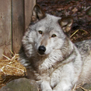 rww-sanctuary avatar