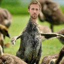 ryan-goosling1 avatar