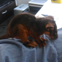 ryanoftinellb avatar