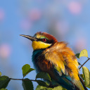 ryanseeswildlife avatar