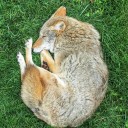 rye-bread-yote avatar