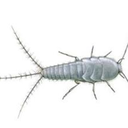 ryin-silverfish avatar