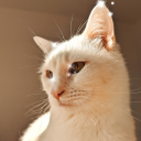 s0ftch0colate avatar