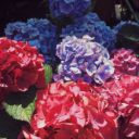 s1mz avatar