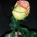 s3ntimentosnarosa avatar