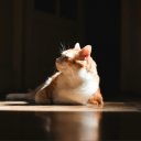 sa-sa-blogger avatar