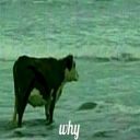 sa1ntpalyanytsya avatar