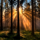 saafelittlehouse avatar