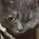 sabatoshinkaaa-blog avatar