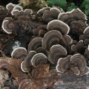 saccharine-seraph avatar