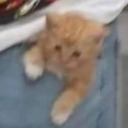 saccharinegtea avatar