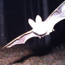 saccharineparacosm avatar