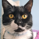 sachie-and-friends avatar