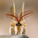 sacredspaghett avatar