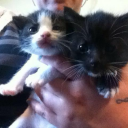 sacrificial-gutz avatar