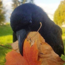 sad-excited-corvid avatar