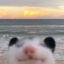 sad-opossum-files avatar