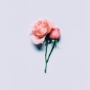 sad-thoughts-only avatar