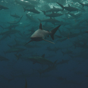 sadcoffeebean avatar