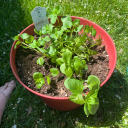 saddingtonbear3 avatar