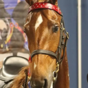 saddlebredsandfandoms avatar