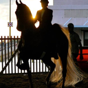 saddleseathorses avatar