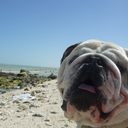 saddleupanyway avatar