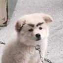 saddlyspitesurvive avatar