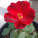 sadfactoryinc avatar