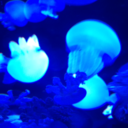 sadieismynickname avatar