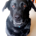 sadiethedog2014 avatar