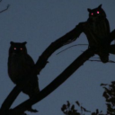 sadowlswriting avatar